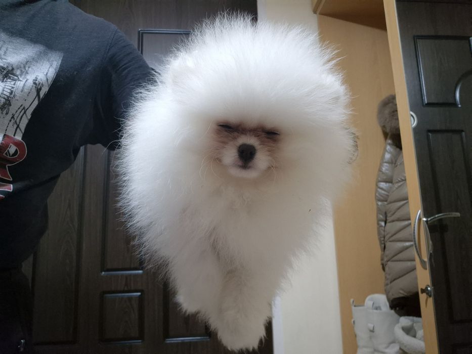 Мъжки померан на 4 месеца