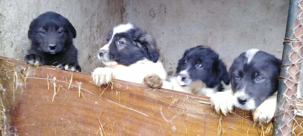 Продавам  овчарски кученца