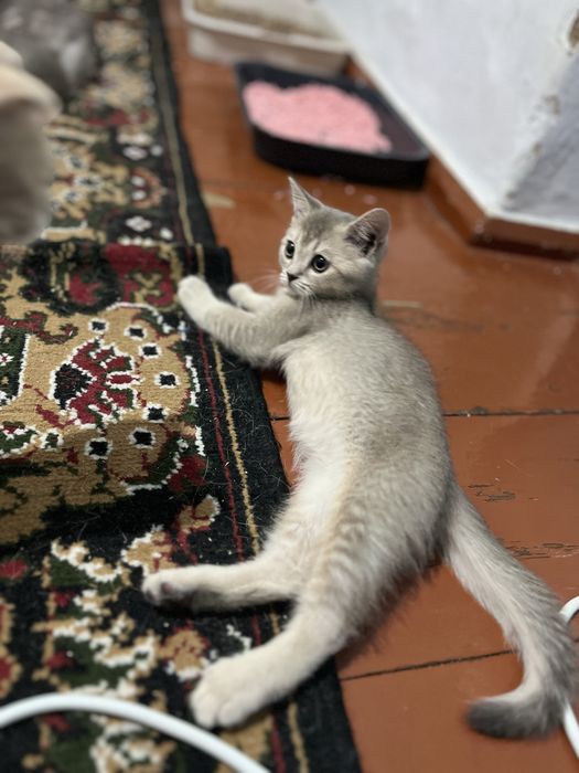 котёнок шиншиллы ищет добрый дом