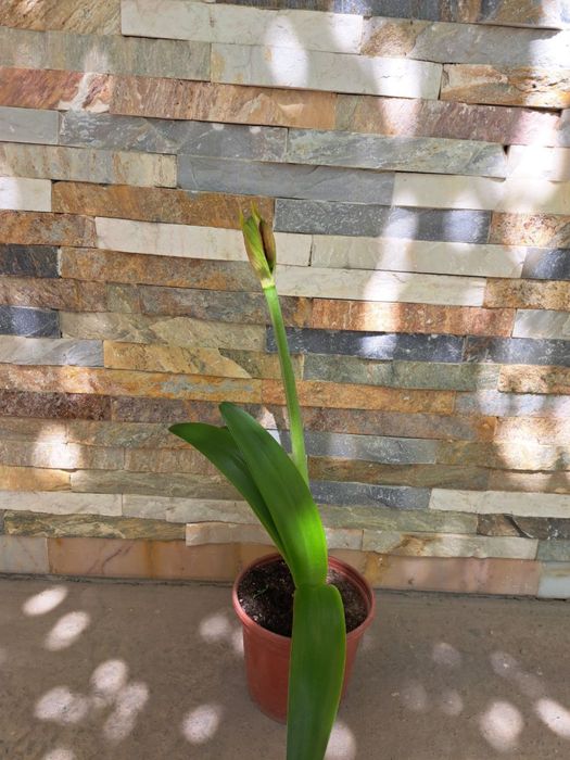 Цветок Амаралис. Цветут хонака гуллар