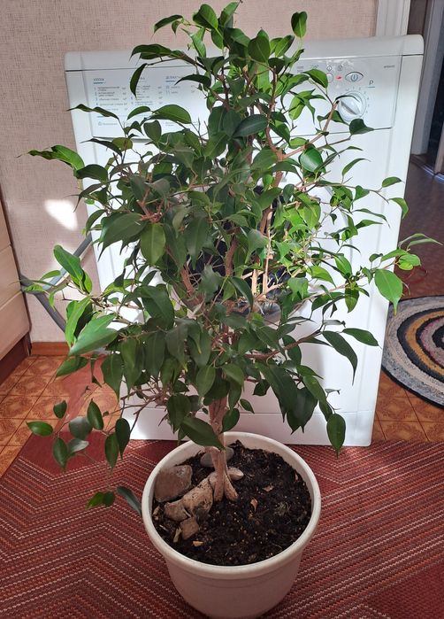 Продам комнатные цветы разные