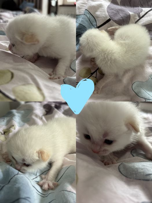 бронь чудесных котят