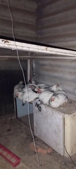 Кокошка за продан