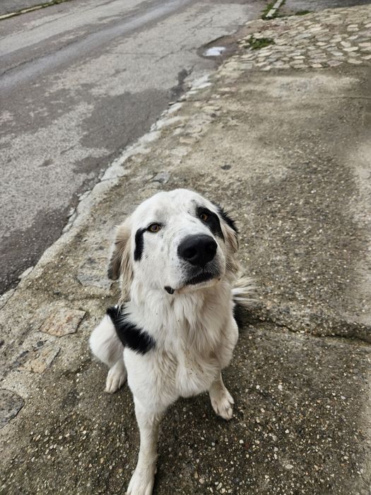 Бруно търси своя дом!