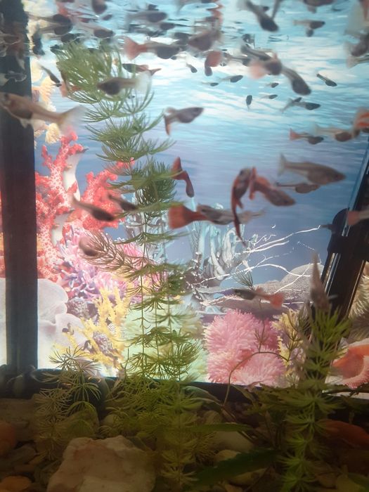 Продам рыбок! Гуппи.