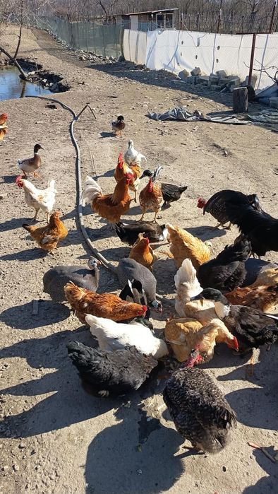 Vând rățoi tineri