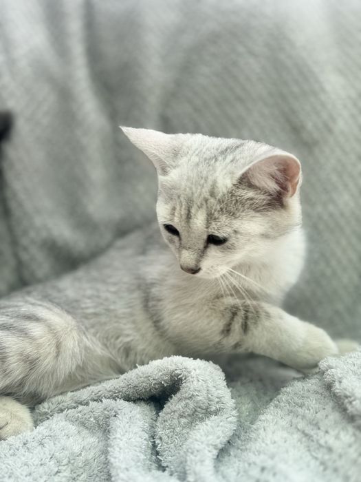 Mushuk sotiladi skotish strayd (metis)