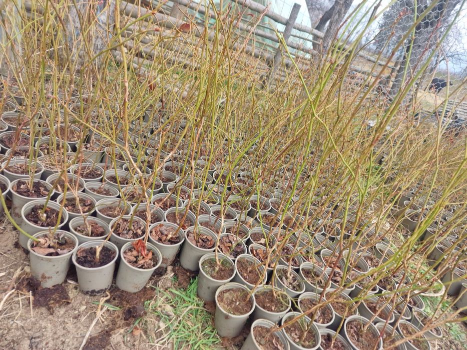 Afine de cultura Duke