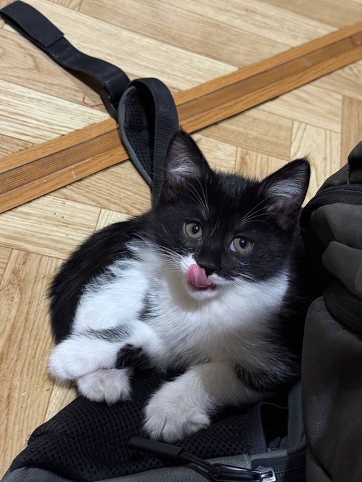 отдам котенка ДАРОМ