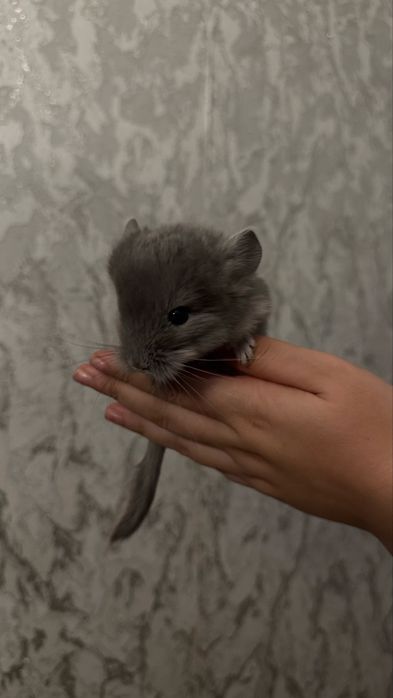 Продам малыша Шиншиллу