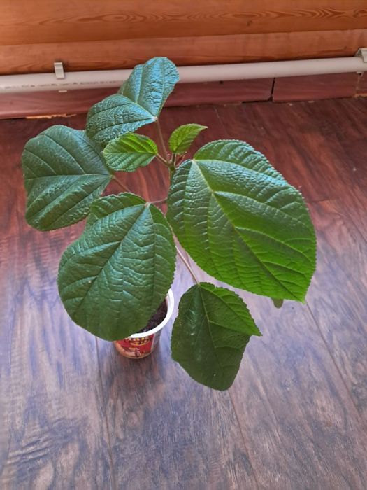 Продам комнатные цветы