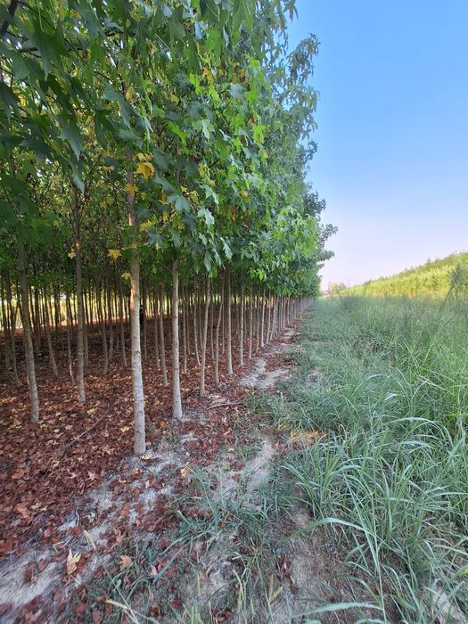 Liquidambar, stejar roșu 3 ,4m