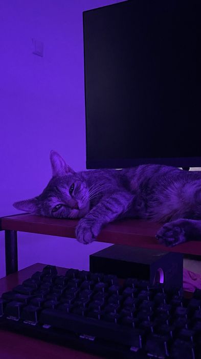 Мия ищет свой дом