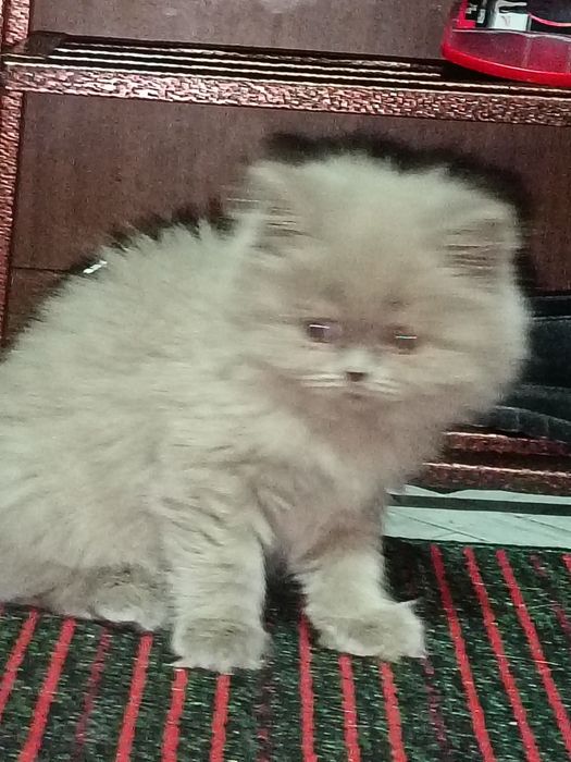 Котёнок скотиш фолд