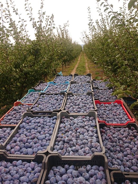 Vand PRUNE diverse soiuri