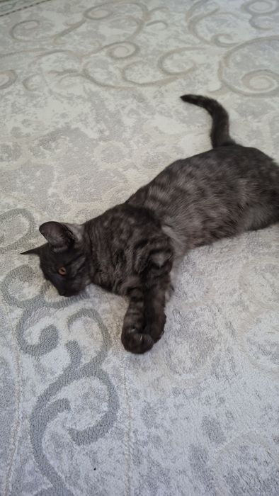Котенок бесплатно