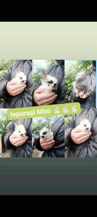 iepurași Mini pitici și Uriași puii