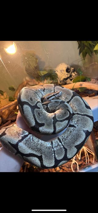 Королевский питон самец
