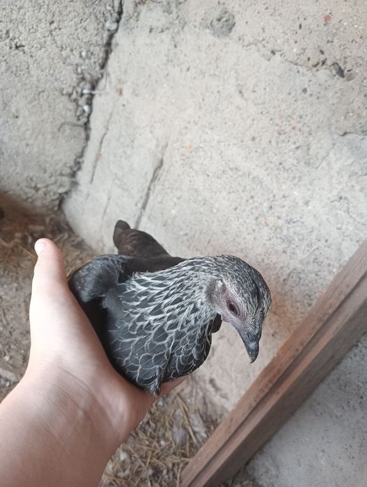 Продам куриц породистых