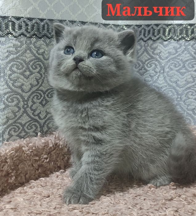 Продаются котята правильной вязки