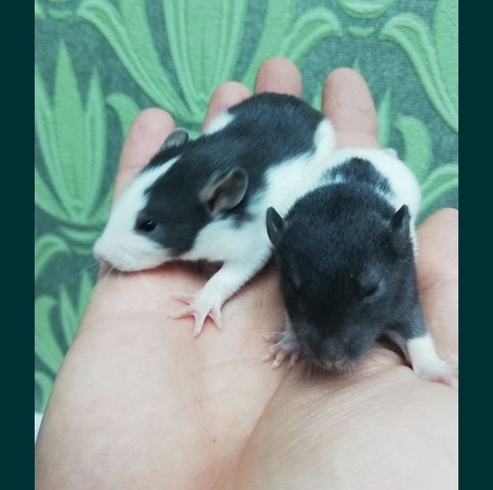 Крысята  декоративные