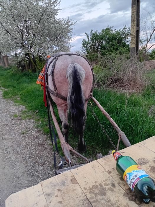 Iapa de 9 ani garantata de ham