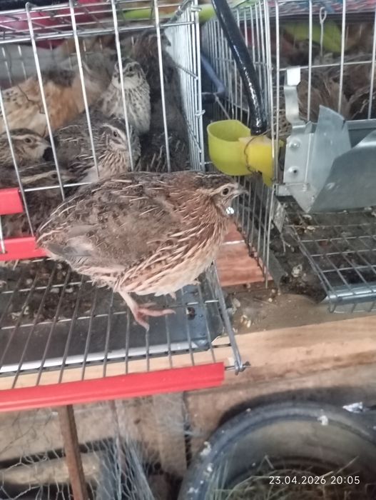 Prepelițe japoneze 5 săptămânii