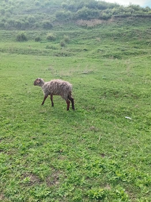 Продам кой баран