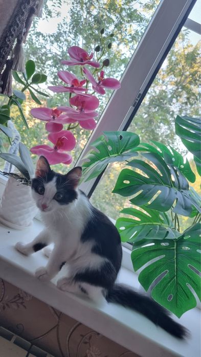 Отдам бесплатно котенка в добрые руки