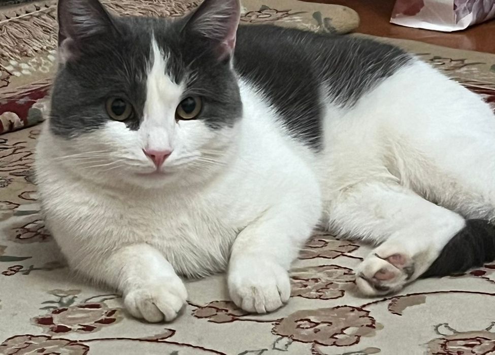 Кот домашний пушыстый