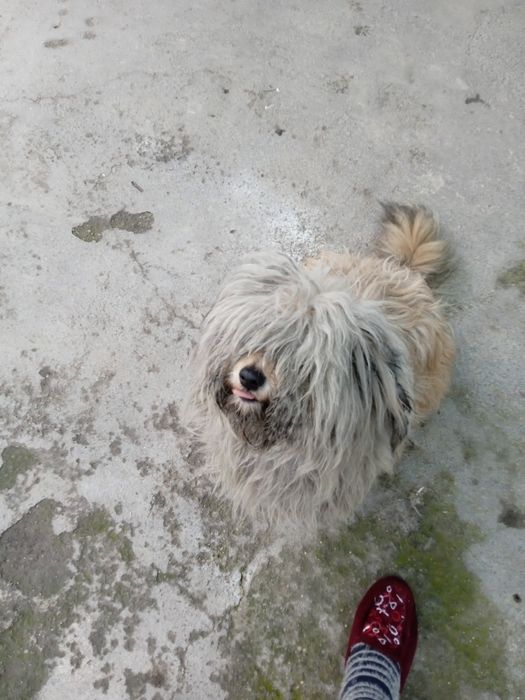 Кучуг сотилади пародаси Балонка