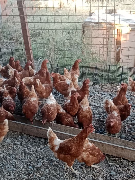 Курицы ломобраун