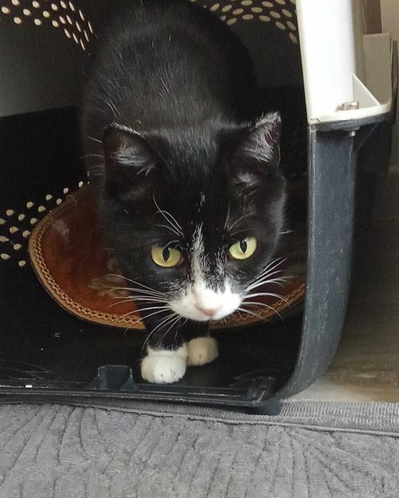 Общительная кошечка ищет дом