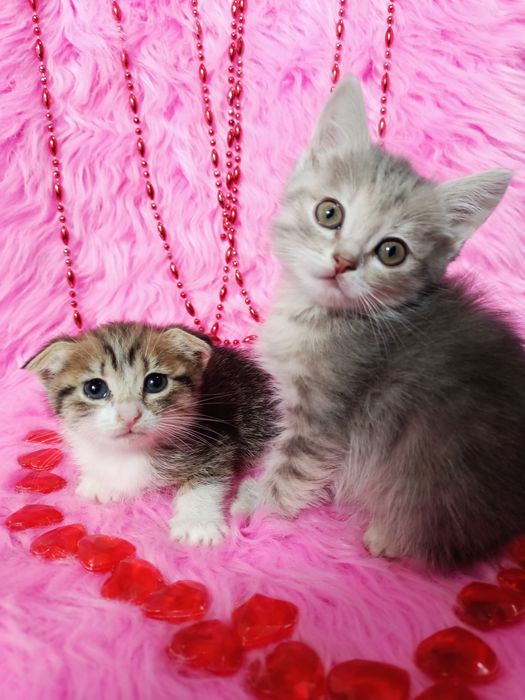 Продам шотландских девочек