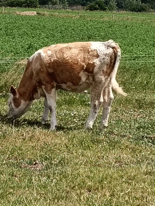 Vițele de vânzare