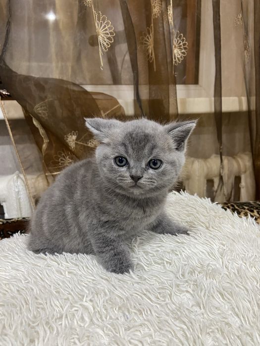 Кошечка британка чистокровная