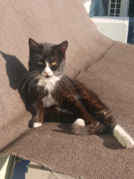 Отдадим в хорошие и добрые руки!