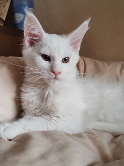 Мейн кун девочка 3 месяца.