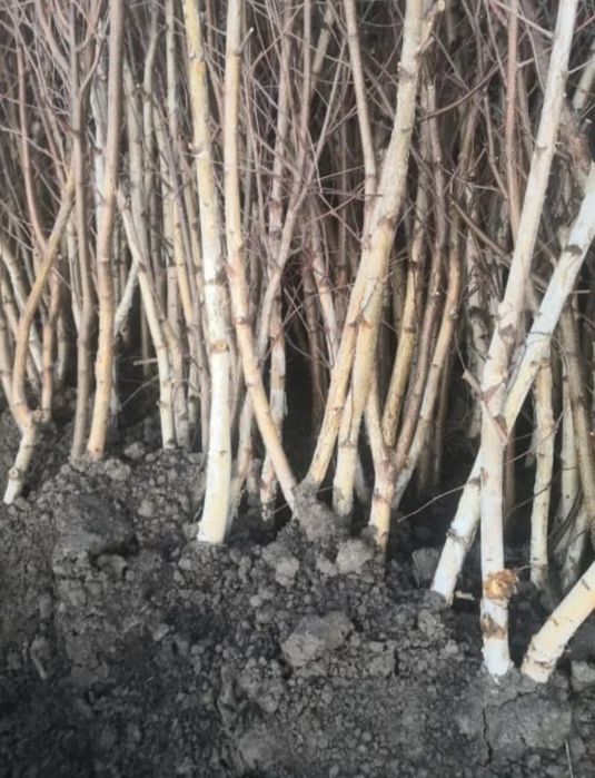 Vând puieți forestieri 0,30 bani