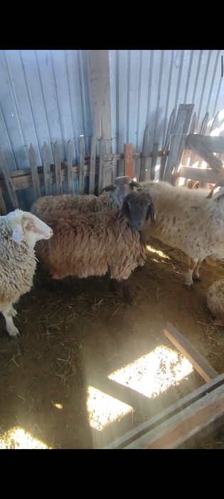 Кой токты сатылады