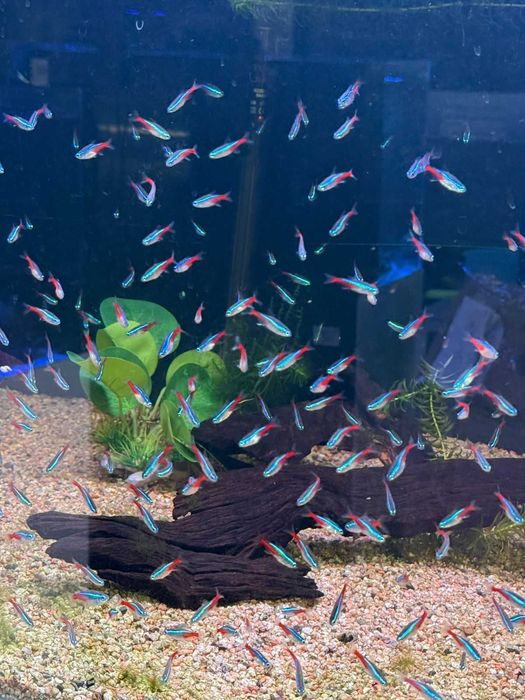 Аквариумистика в ЗООМИРЕ