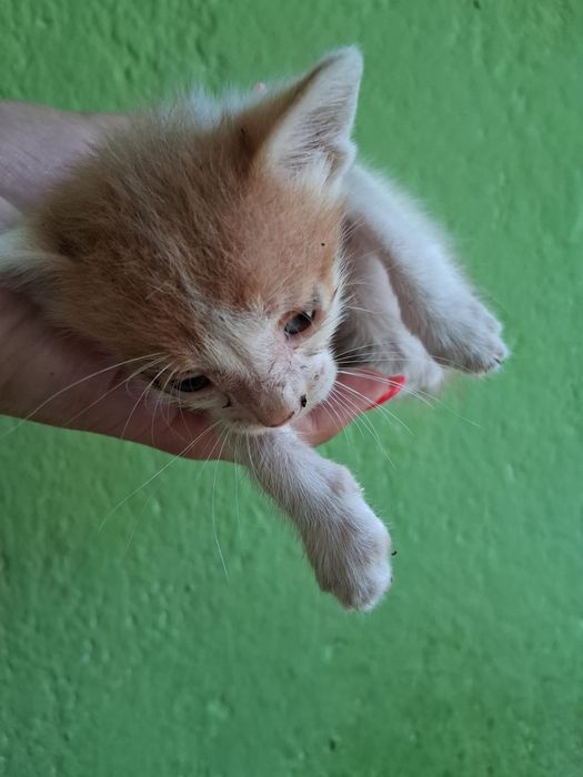 Подарявам 3 котета