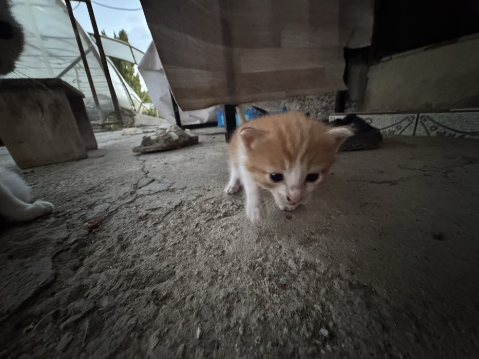 Отдам кошку котят в добрые руки
