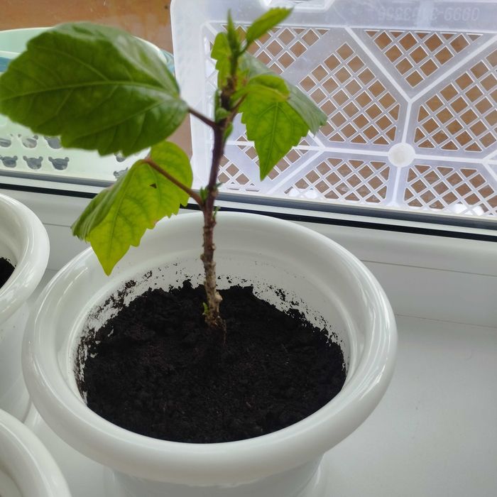 Продам домашние цветы