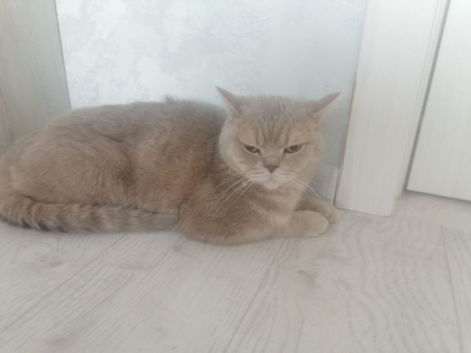 Кот Прямоухий шотландец