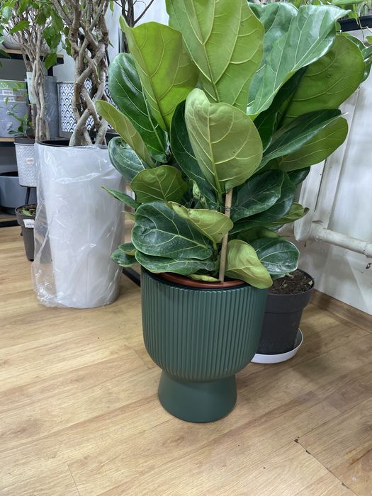 Горшки и кашпо