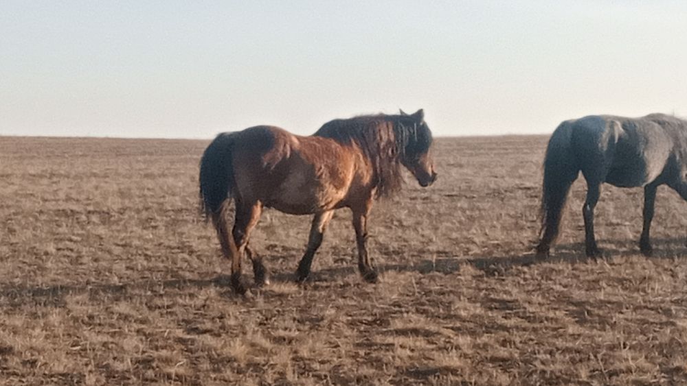 Қара жал құла айғыр сатылады