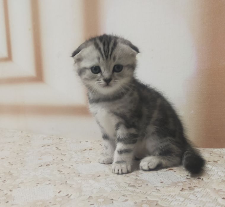 Продам котят.25000тен.