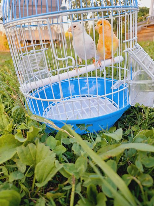 Vand Perusi. Canar .