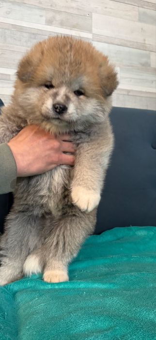 Щенки акита-ину, мальчики